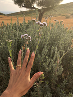 Oil of Oregano + Black Seed — 85% Carvacrol Softgels